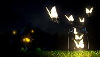 pic for Light Butterflies 
